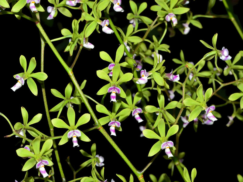 Encyclia mooreana