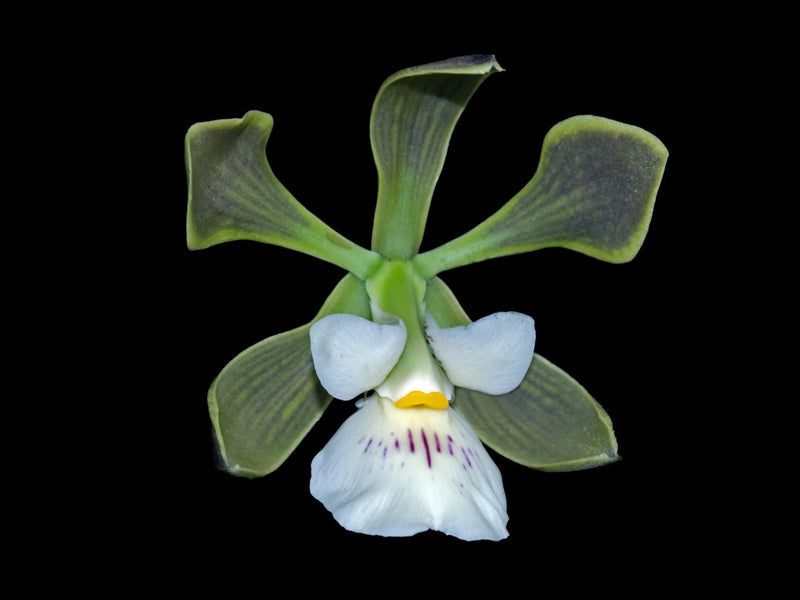 Encyclia naranjapatensis