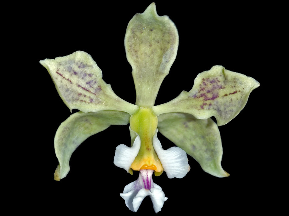 Encyclia oncidioides