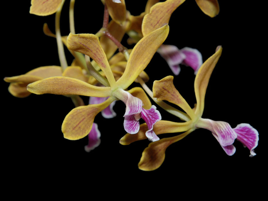 Encyclia oncidioides