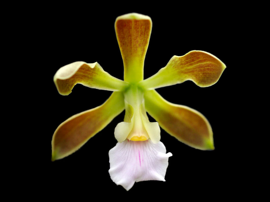 Encyclia osmantha