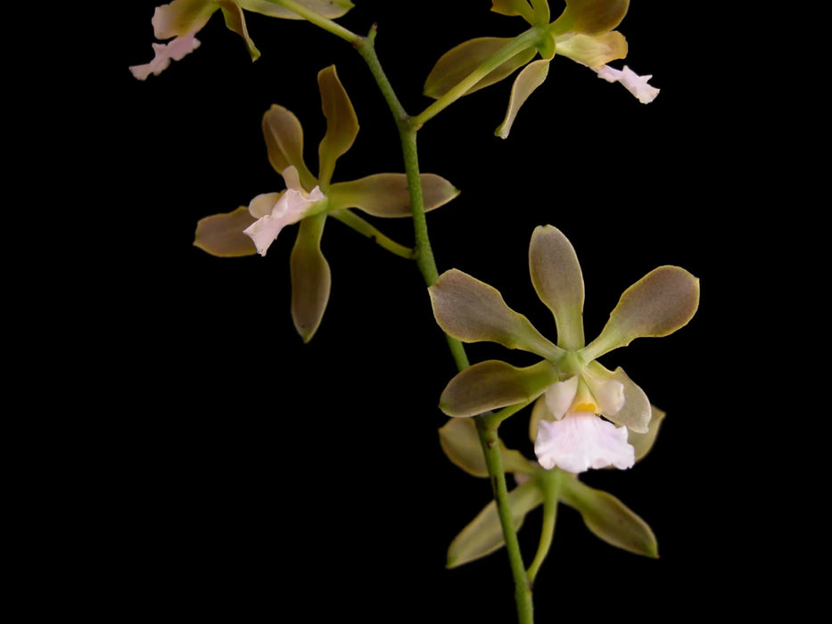 Encyclia osmantha