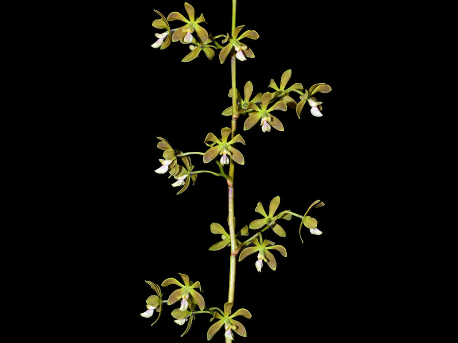 Encyclia patens