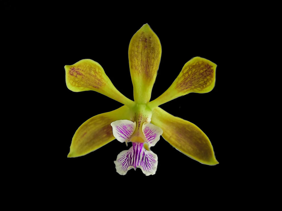 Encyclia patens