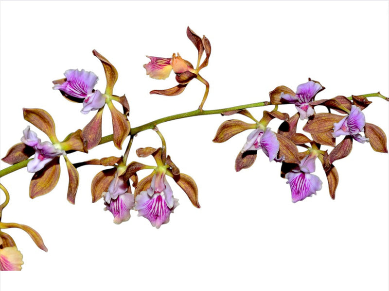 Encyclia phoenicea