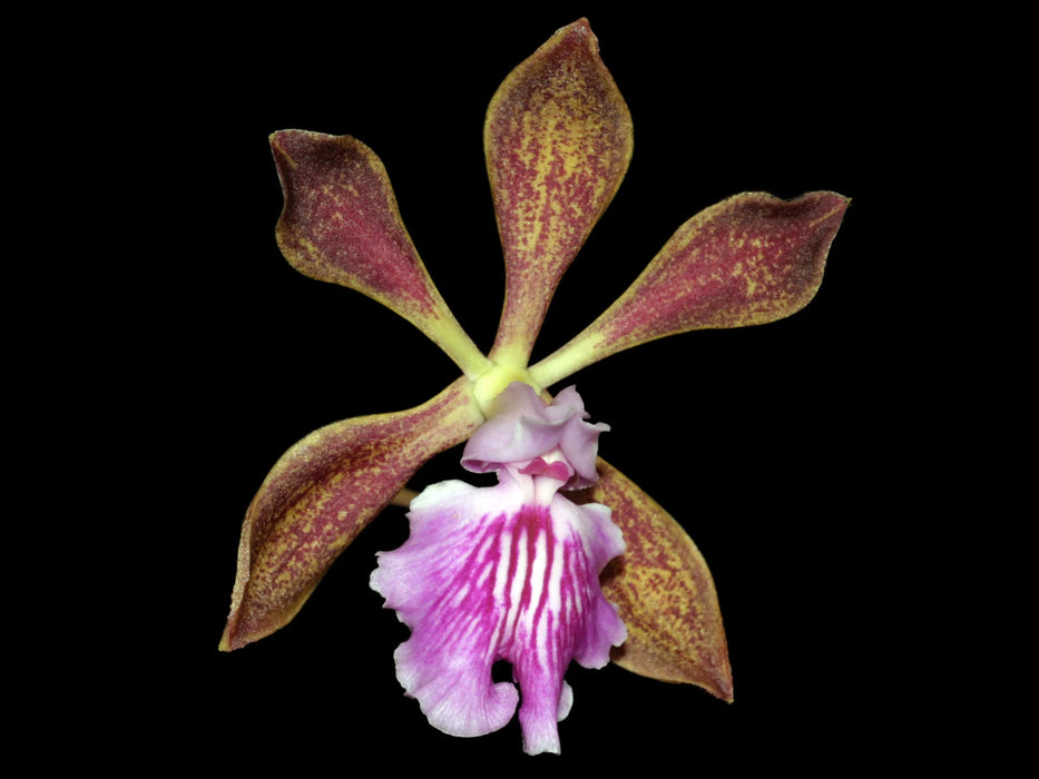 Encyclia phoenicea