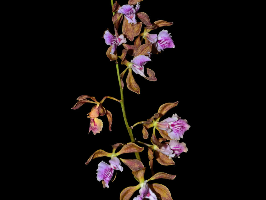 Encyclia phoenicea