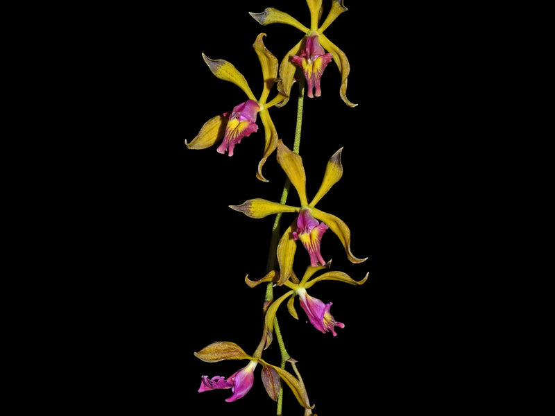 Encyclia plicata