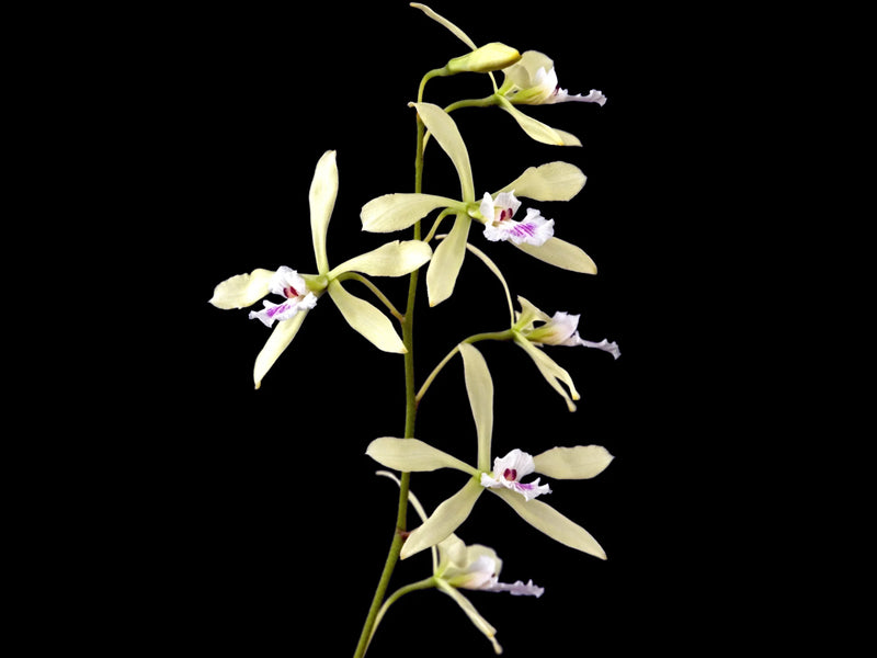 Encyclia profusa