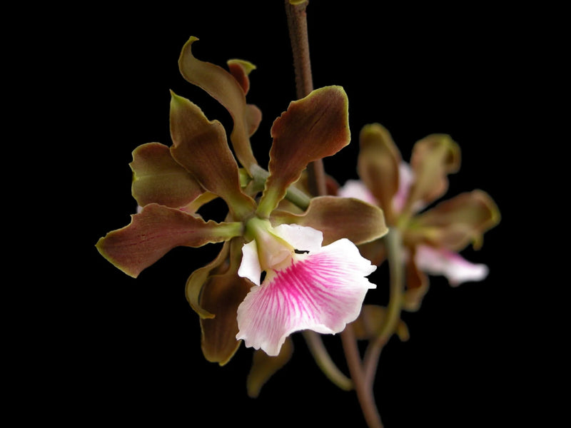Encyclia randii