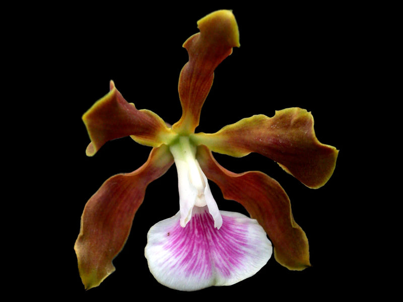 Encyclia randii