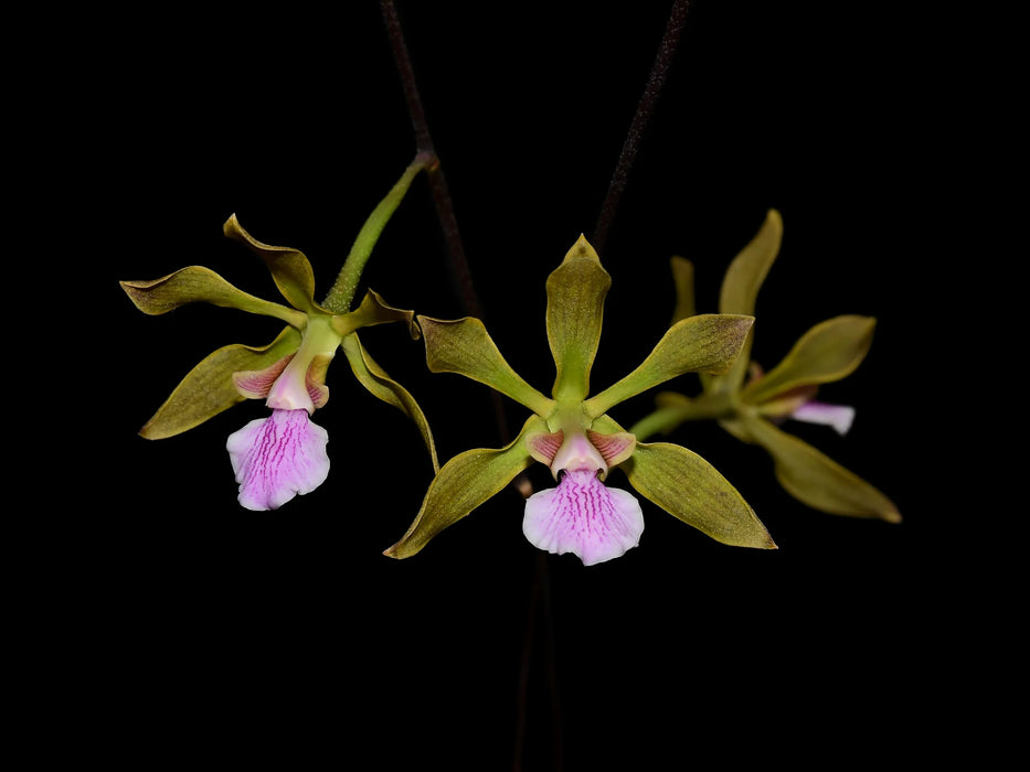 Encyclia seidelii