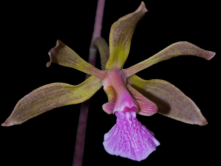 Encyclia seidelii