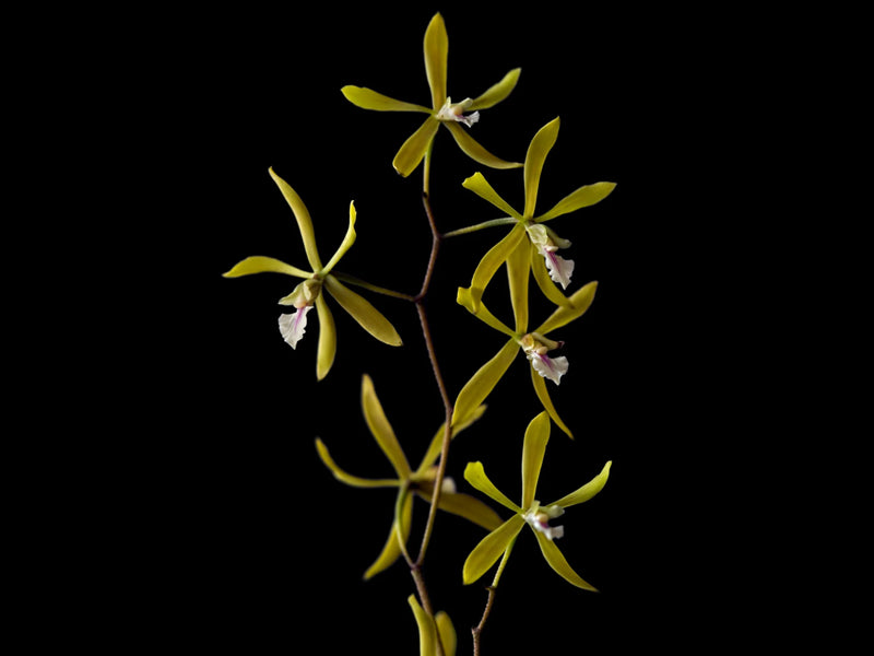 Encyclia stellata