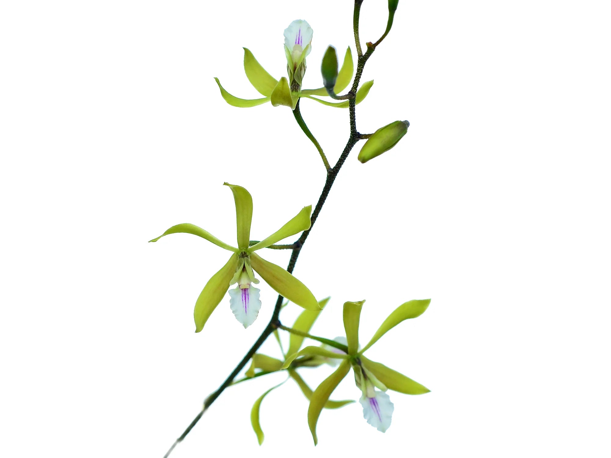 Encyclia stellata