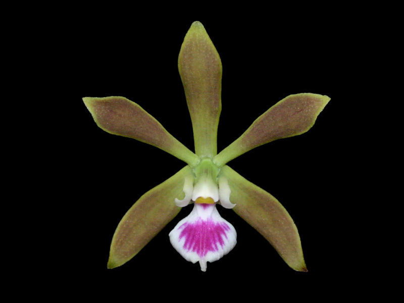 Encyclia tampensis