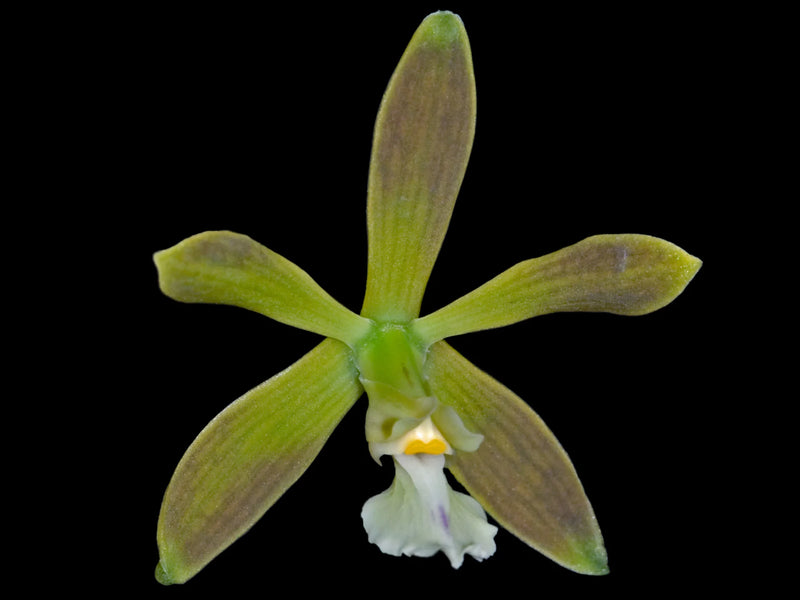 Encyclia thienii