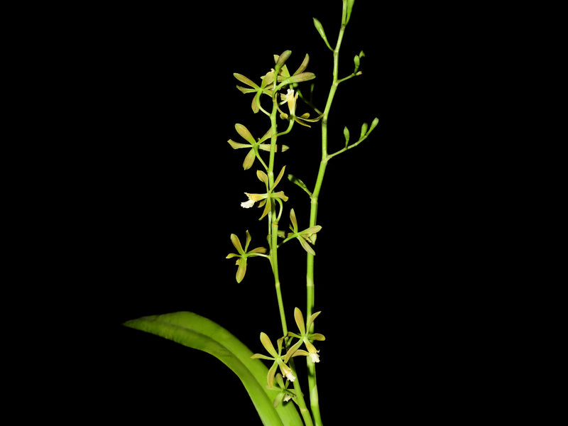 Encyclia thienii 'Indanza'