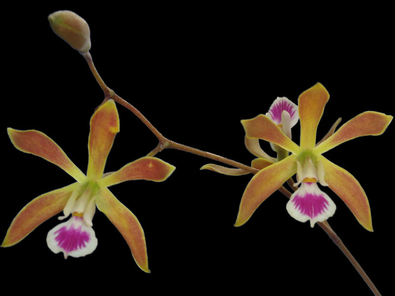 Encyclia unaensis