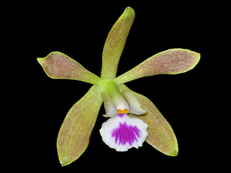 Encyclia unaensis