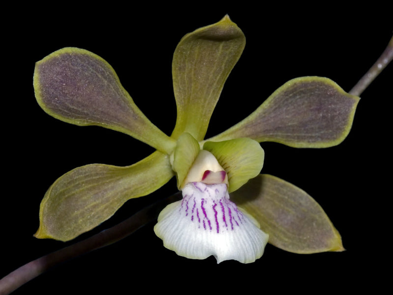 Encyclia xerophytica