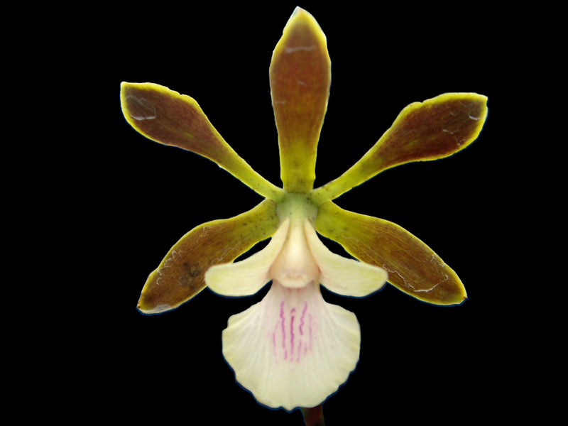 Encyclia xerophytica