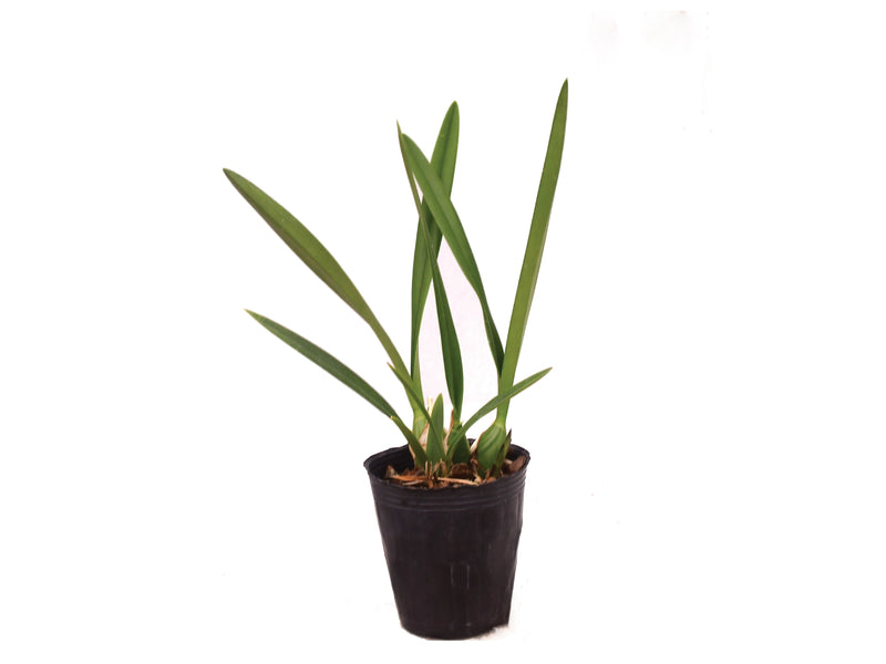 Encyclia phoenicea 'Ecuagenera'