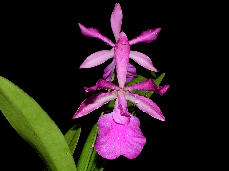 Encyleyvola Amigo Edwin