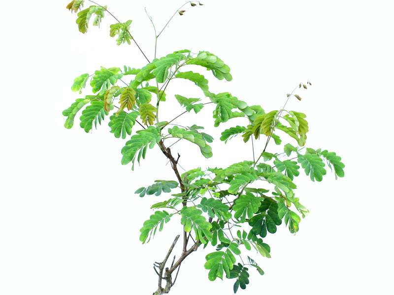 Entada polyphylla