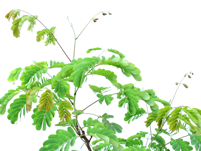 Entada polyphylla