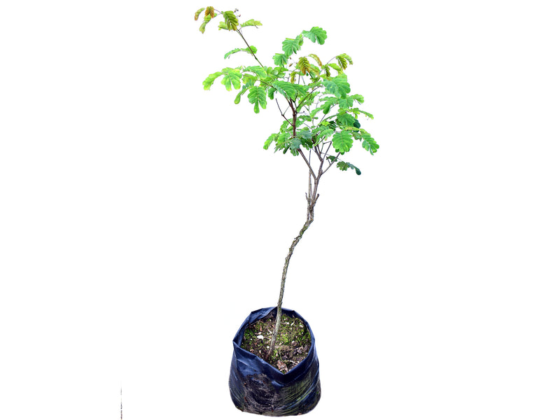 Entada polyphylla