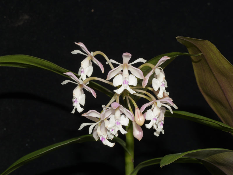 Epidendrum hugomedinae x Epidendrum Eric Hagsater