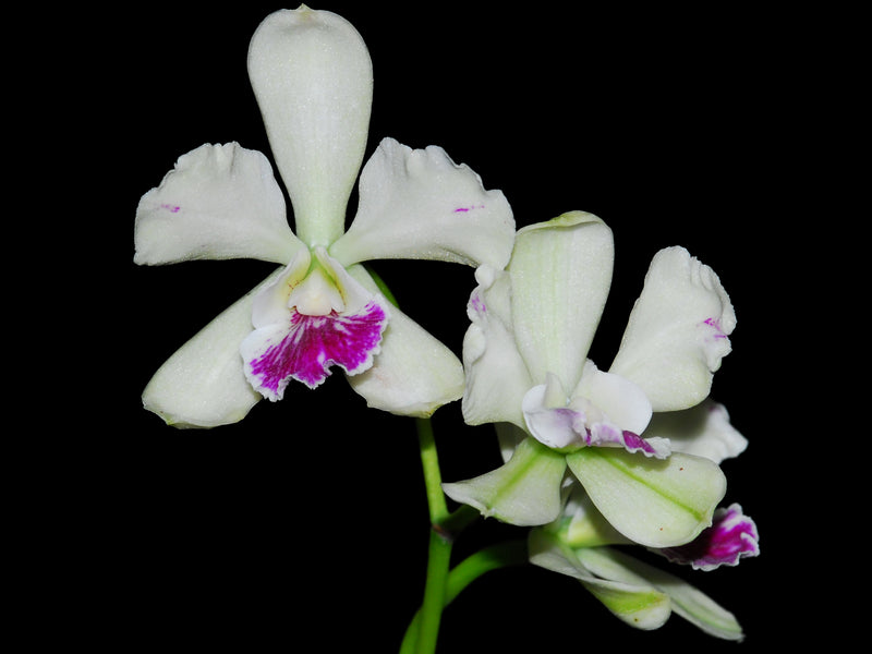 Epicattleya El Hatillo Santa Maria