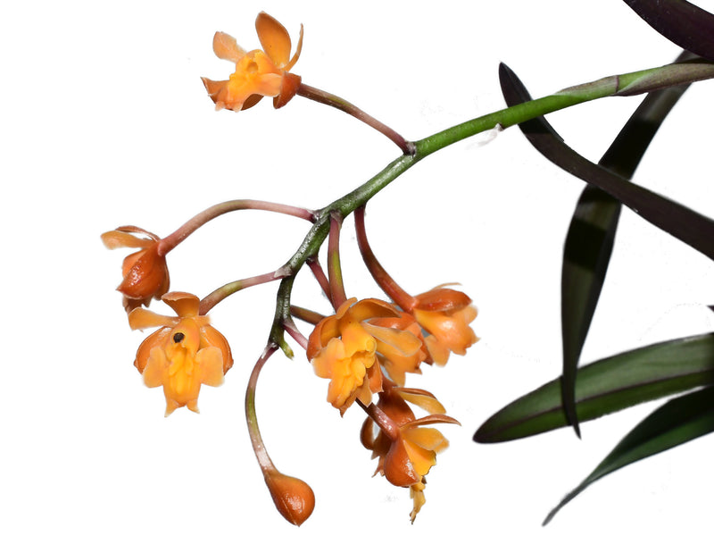 Epidendrum Alex Portilla