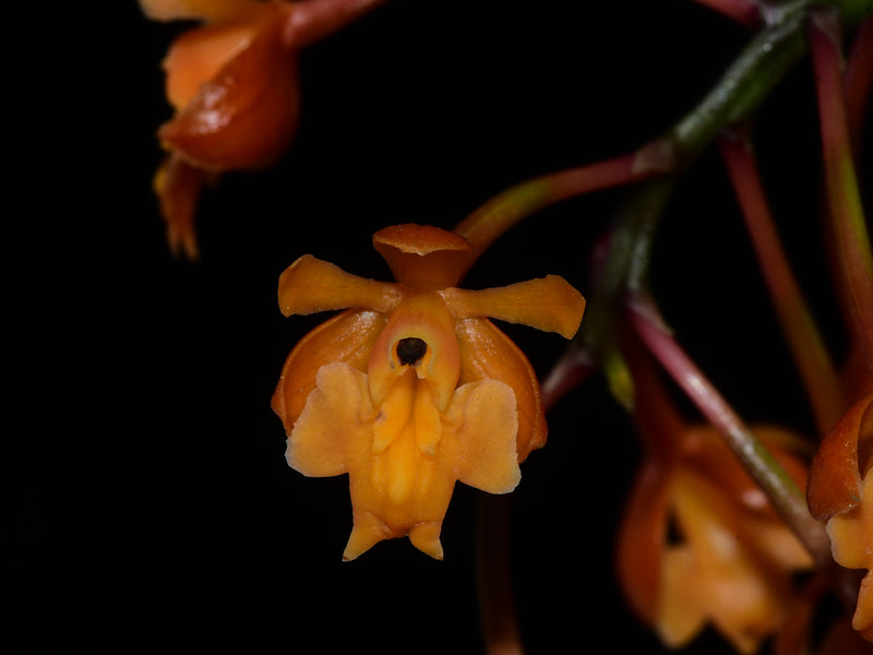 Epidendrum Alex Portilla