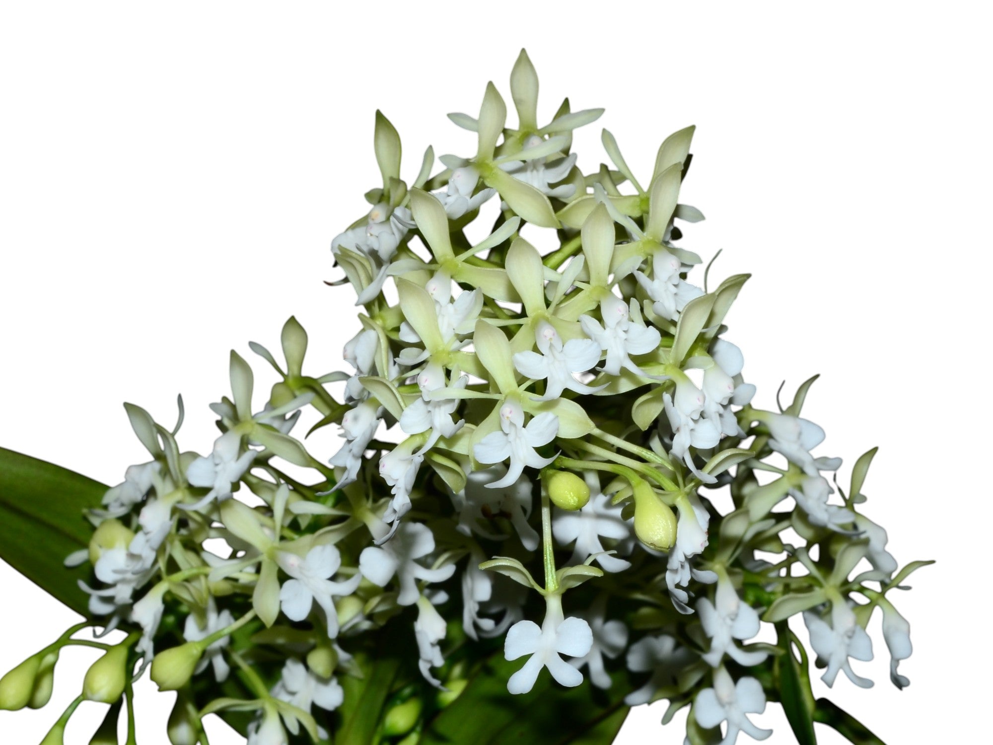 Epidendrum Andean Clouds