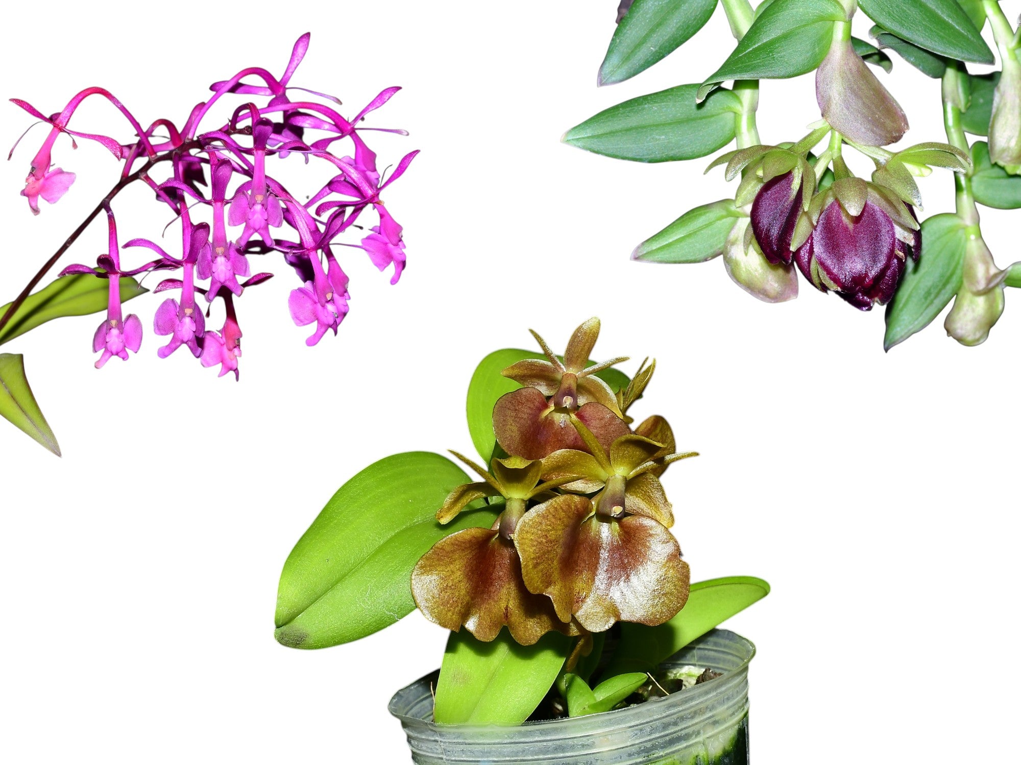 Epidendrum Bundle