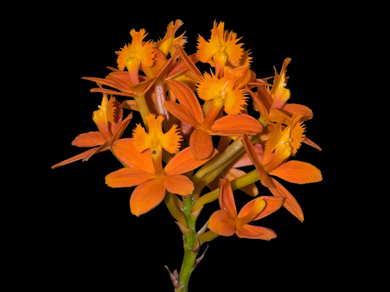 Epidendrum Crystal Valley