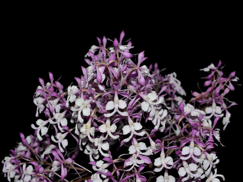 Epidendrum Eric Hagsater