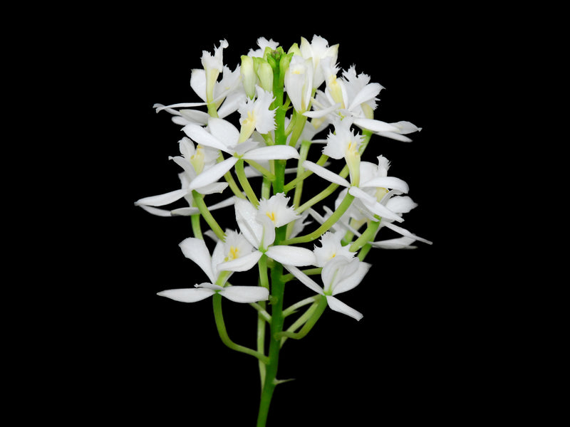 Epidendrum Holland Fuchsia x White