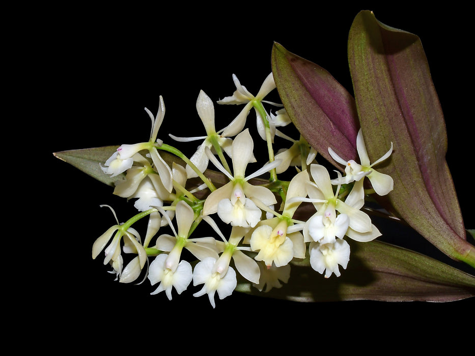 Epidendrum Lavinia