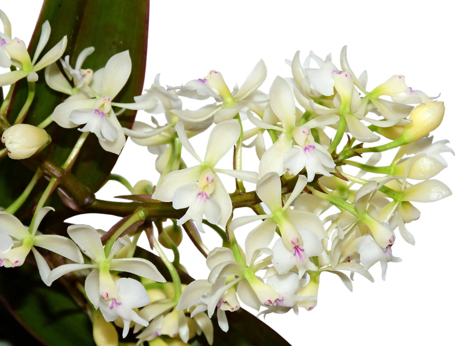 Epidendrum Lavinia