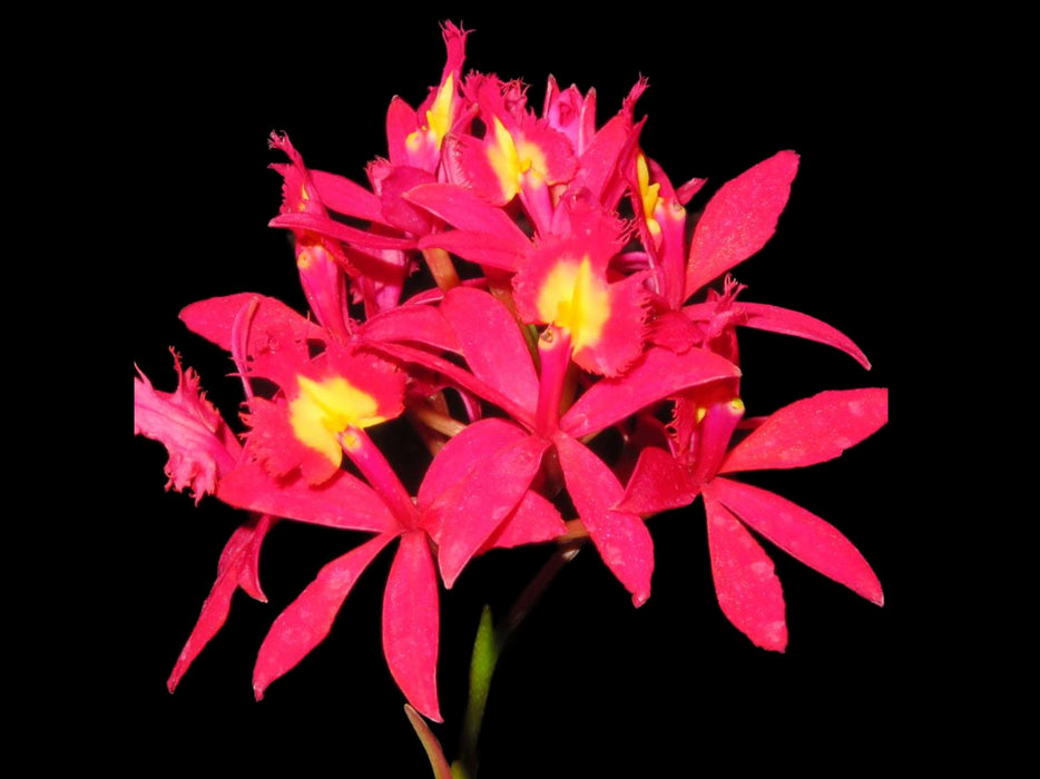 Epidendrum Lovely Valley