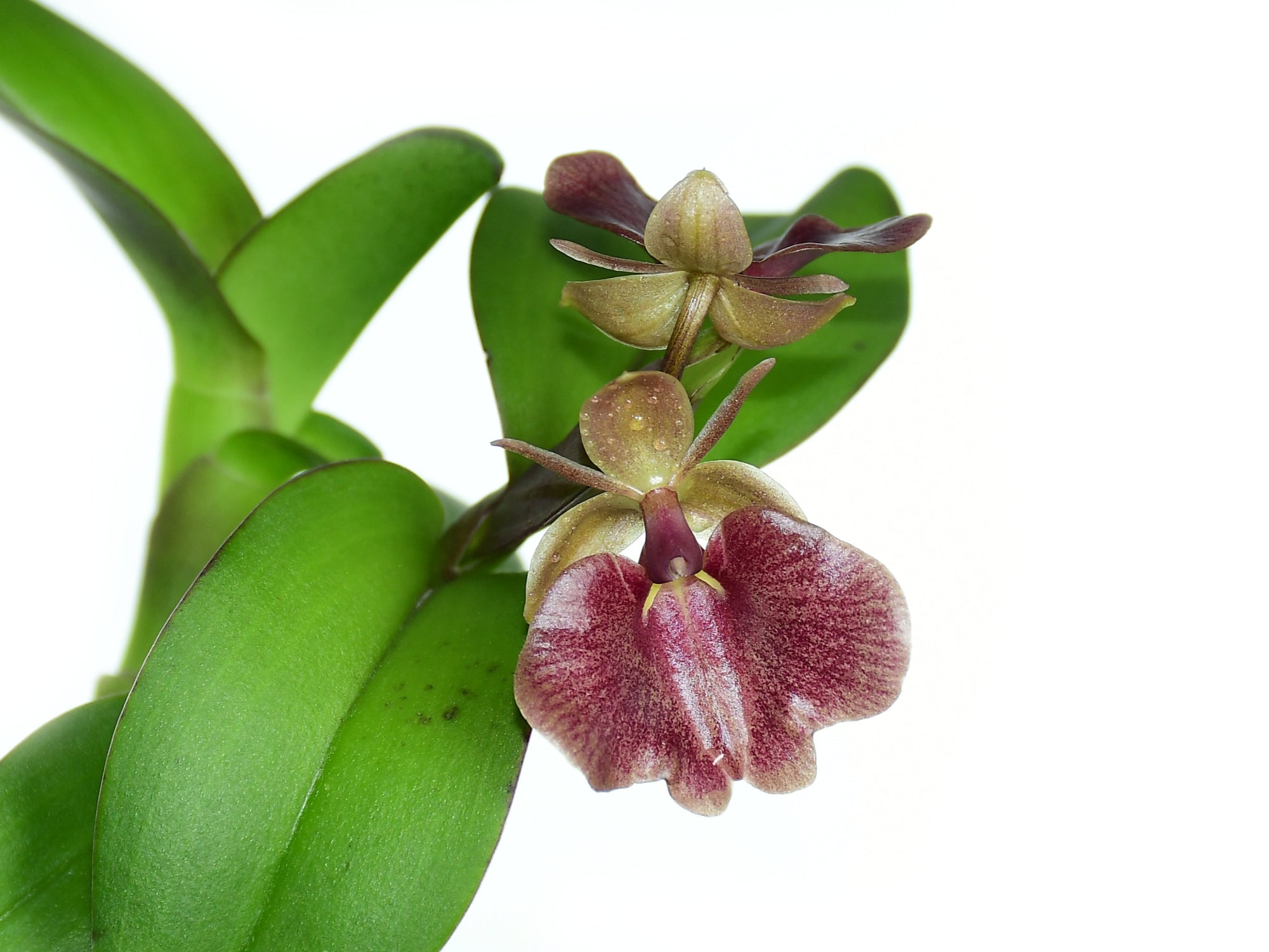 Epidendrum MD's Cuzco Sunrise