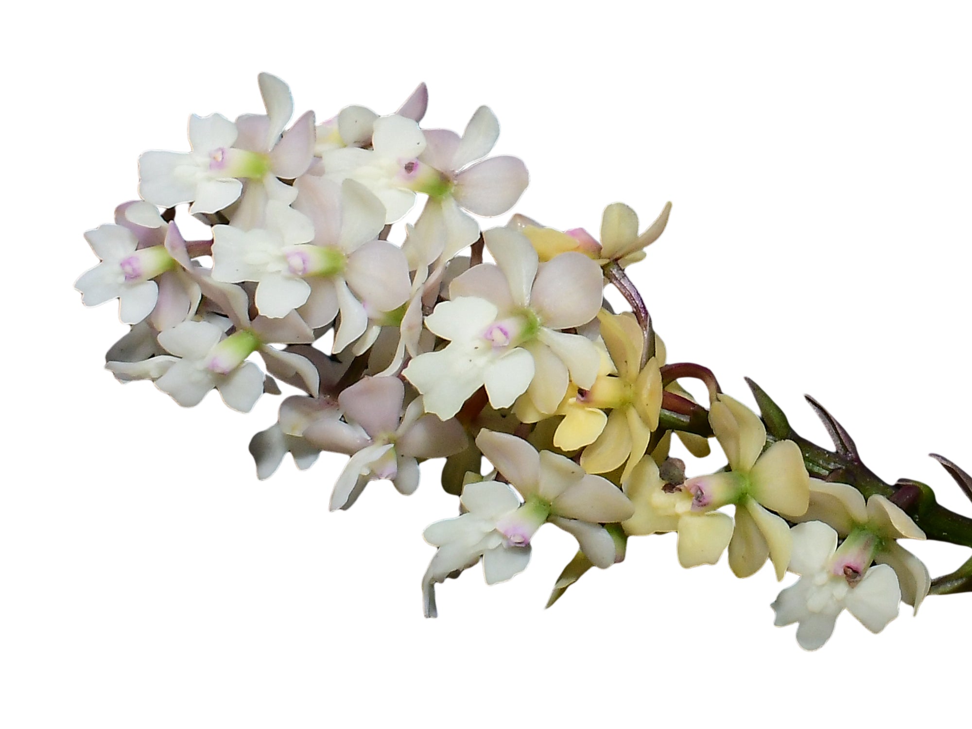Epidendrum Mayra