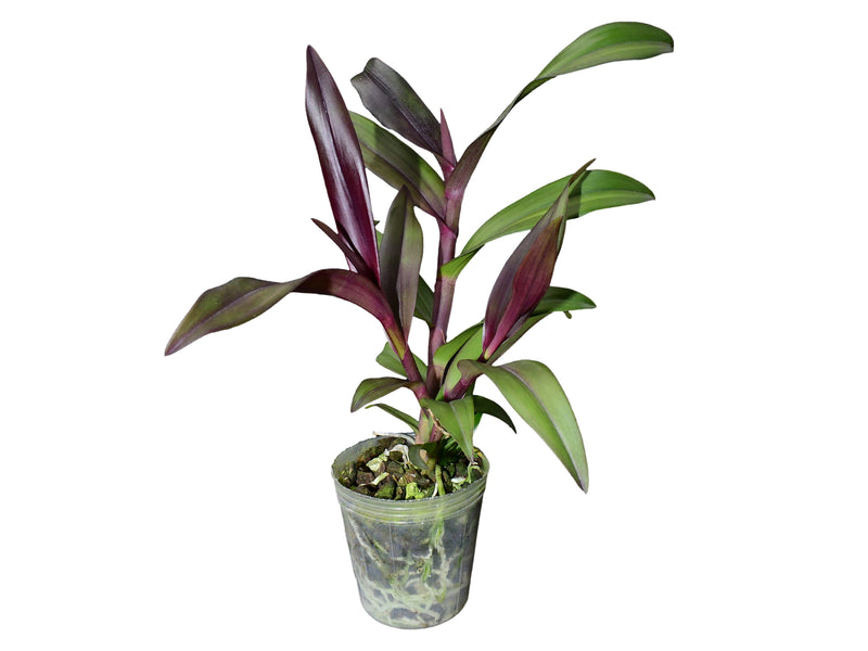 Epidendrum Mayra