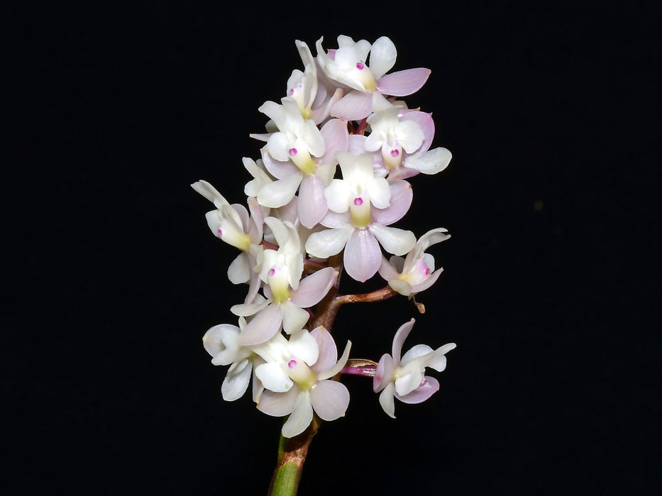 Epidendrum Mayra