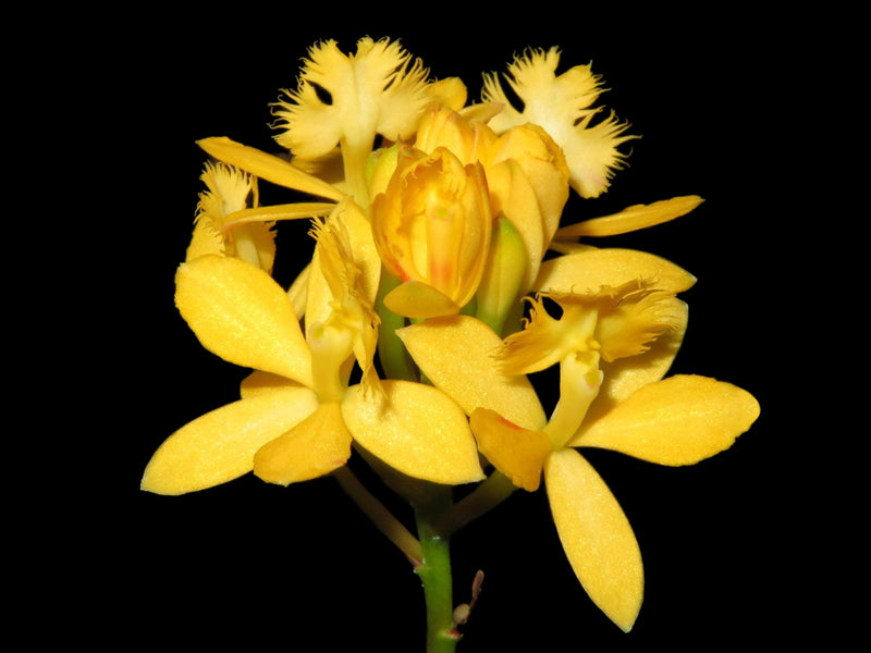 Epidendrum Moon Valley