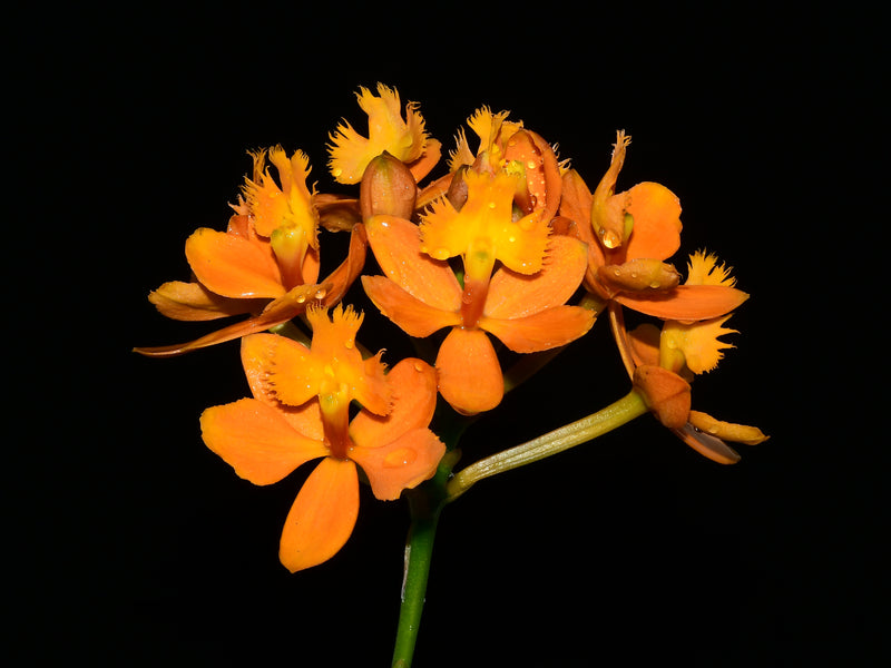 Epidendrum Pacific Glory