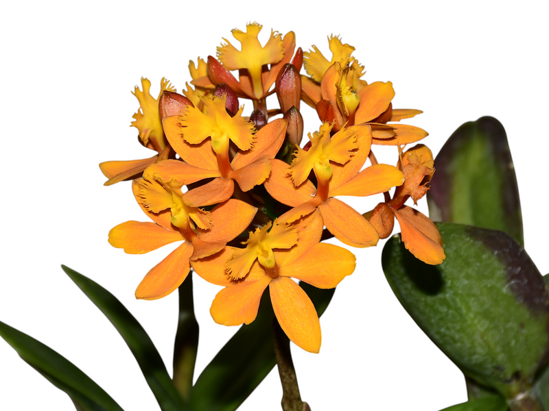 Epidendrum Pacific Glory Anaranjado